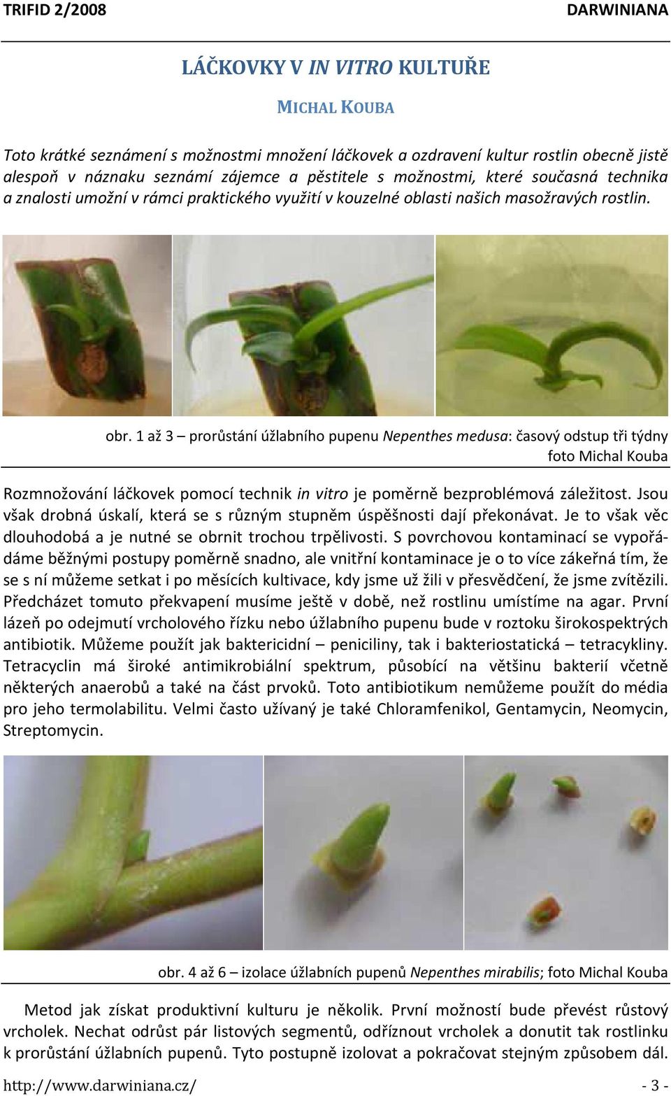 1 až 3 prorůstání úžlabního pupenu Nepenthes medusa: časový odstup tři týdny foto Michal Kouba Rozmnožování láčkovek pomocí technik in vitro je poměrně bezproblémová záležitost.