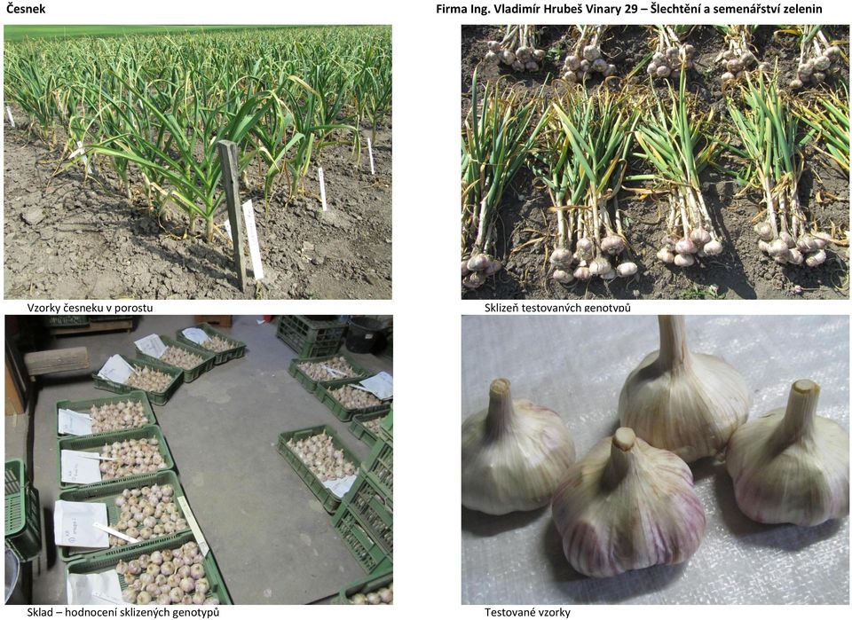semenářství zelenin Vzorky česneku v porostu