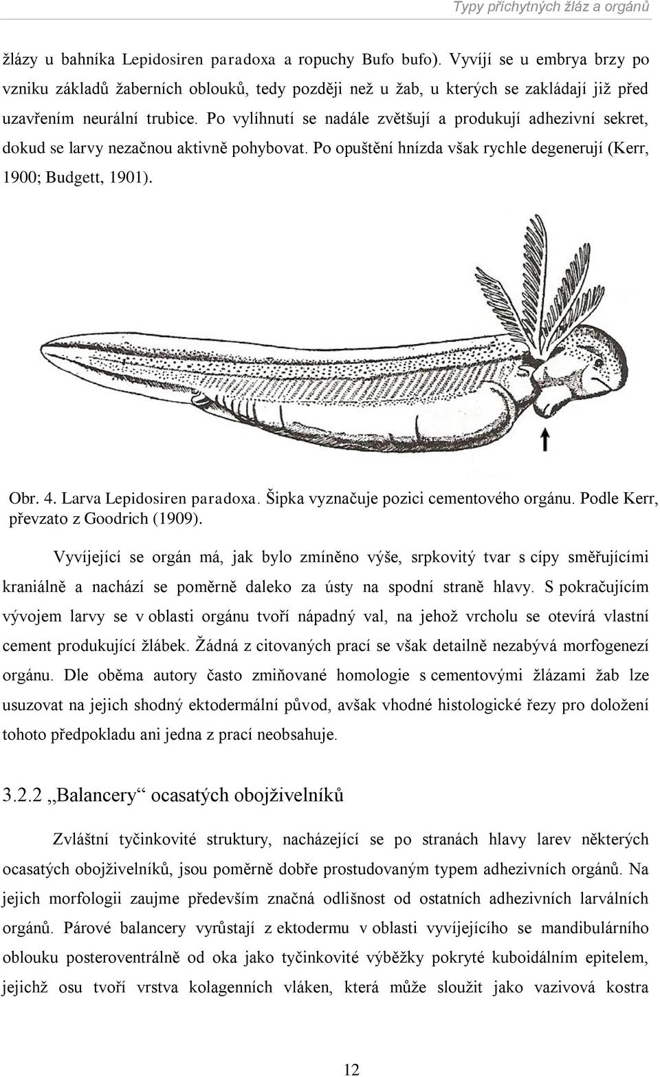 Po vylíhnutí se nadále zvětšují a produkují adhezivní sekret, dokud se larvy nezačnou aktivně pohybovat. Po opuštění hnízda však rychle degenerují (Kerr, 1900; Budgett, 1901). Obr. 4.