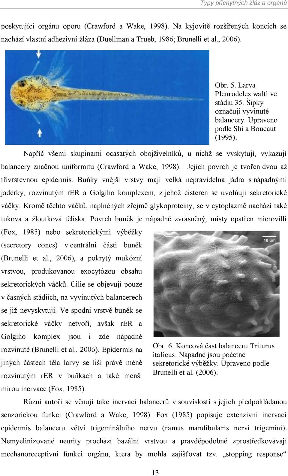 Buňky vnější vrstvy mají velká nepravidelná jádra s nápadnými jadérky, rozvinutým rer a Golgiho komplexem, z jehoţ cisteren se uvolňují sekretorické váčky.