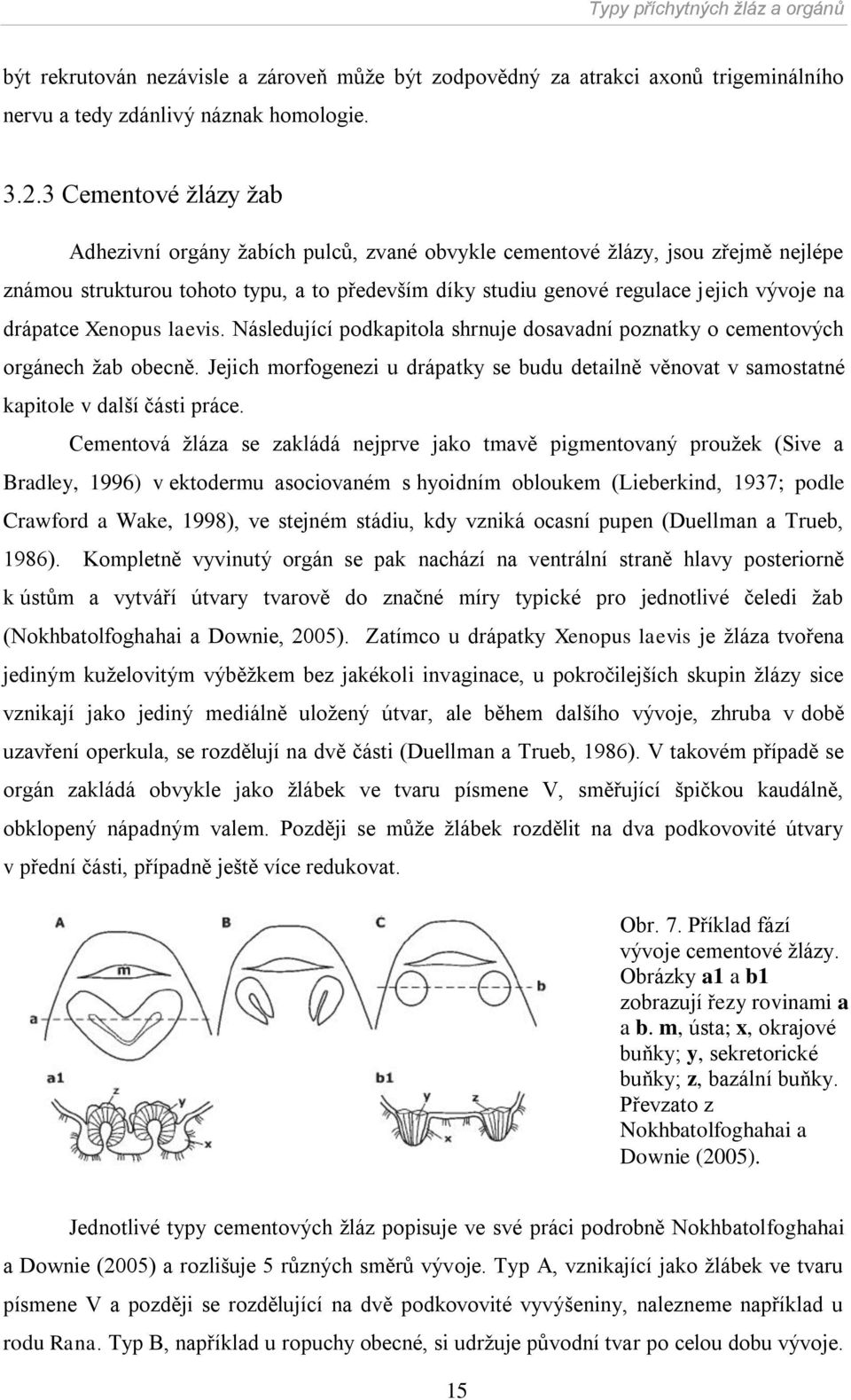 drápatce Xenopus laevis. Následující podkapitola shrnuje dosavadní poznatky o cementových orgánech ţab obecně.