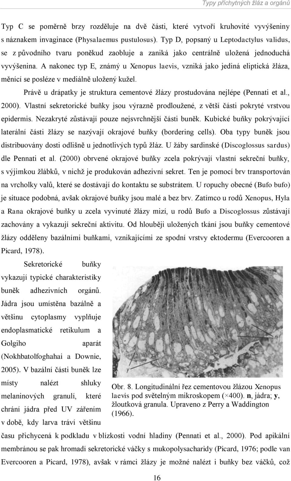 A nakonec typ E, známý u Xenopus laevis, vzniká jako jediná eliptická ţláza, měnící se posléze v mediálně uloţený kuţel.