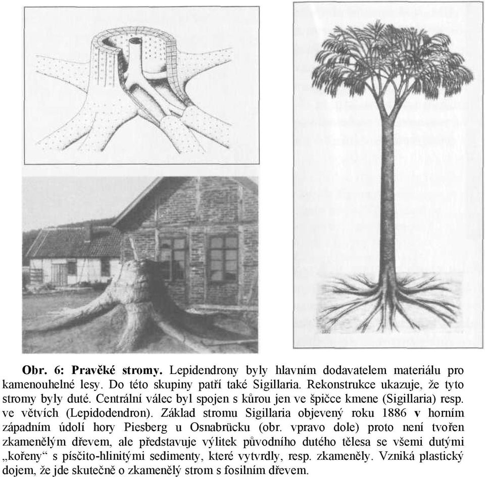 Základ stromu Sigillaria objevený roku 1886 v horním západním údolí hory Piesberg u Osnabrücku (obr.