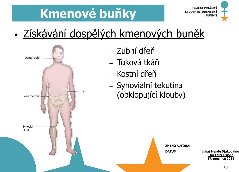 Kostní dřeň Synoviální tekutina