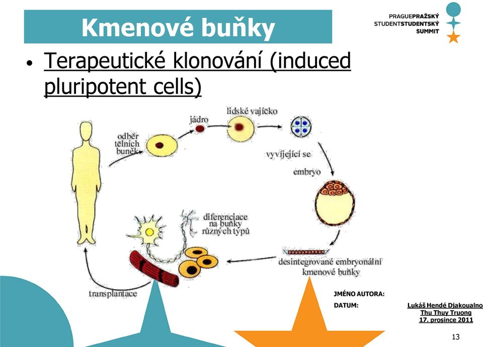 pluripotent cells) Lukáš