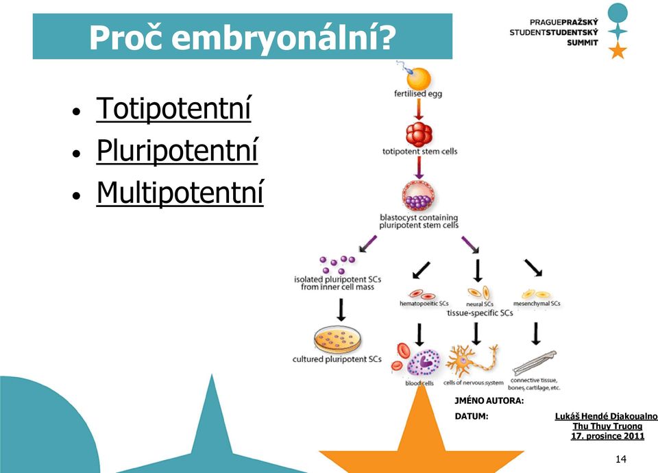 Pluripotentní