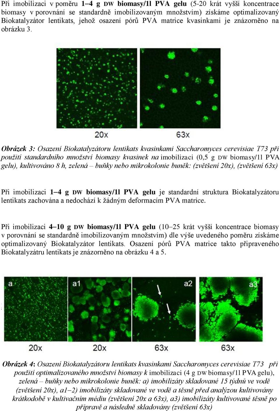 Obrázek 3: Osazení Biokatalyzátoru lentikats kvasinkami Saccharomyces cerevisiae T73 při použití standardního množství biomasy kvasinek na imobilizaci (0,5 g DW biomasy/1l PVA gelu), kultivováno 8 h,