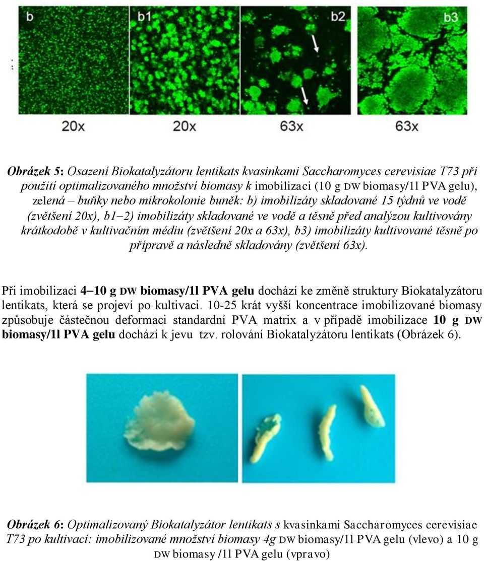 63x), b3) imobilizáty kultivované těsně po přípravě a následně skladovány (zvětšení 63x).