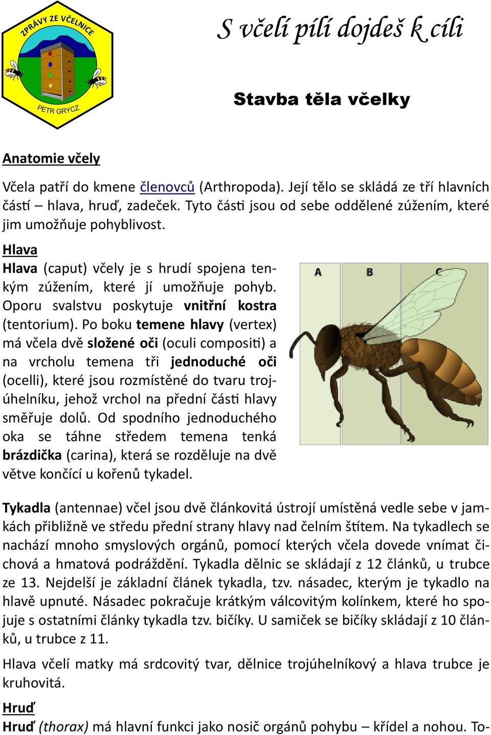 Oporu svalstvu poskytuje vnitřní kostra (tentorium).