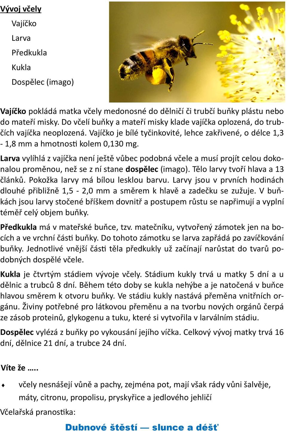 Larva vylíhlá z vajíčka není ještě vůbec podobná včele a musí projít celou dokonalou proměnou, než se z ní stane dospělec (imago). Tělo larvy tvoří hlava a 13 článků.