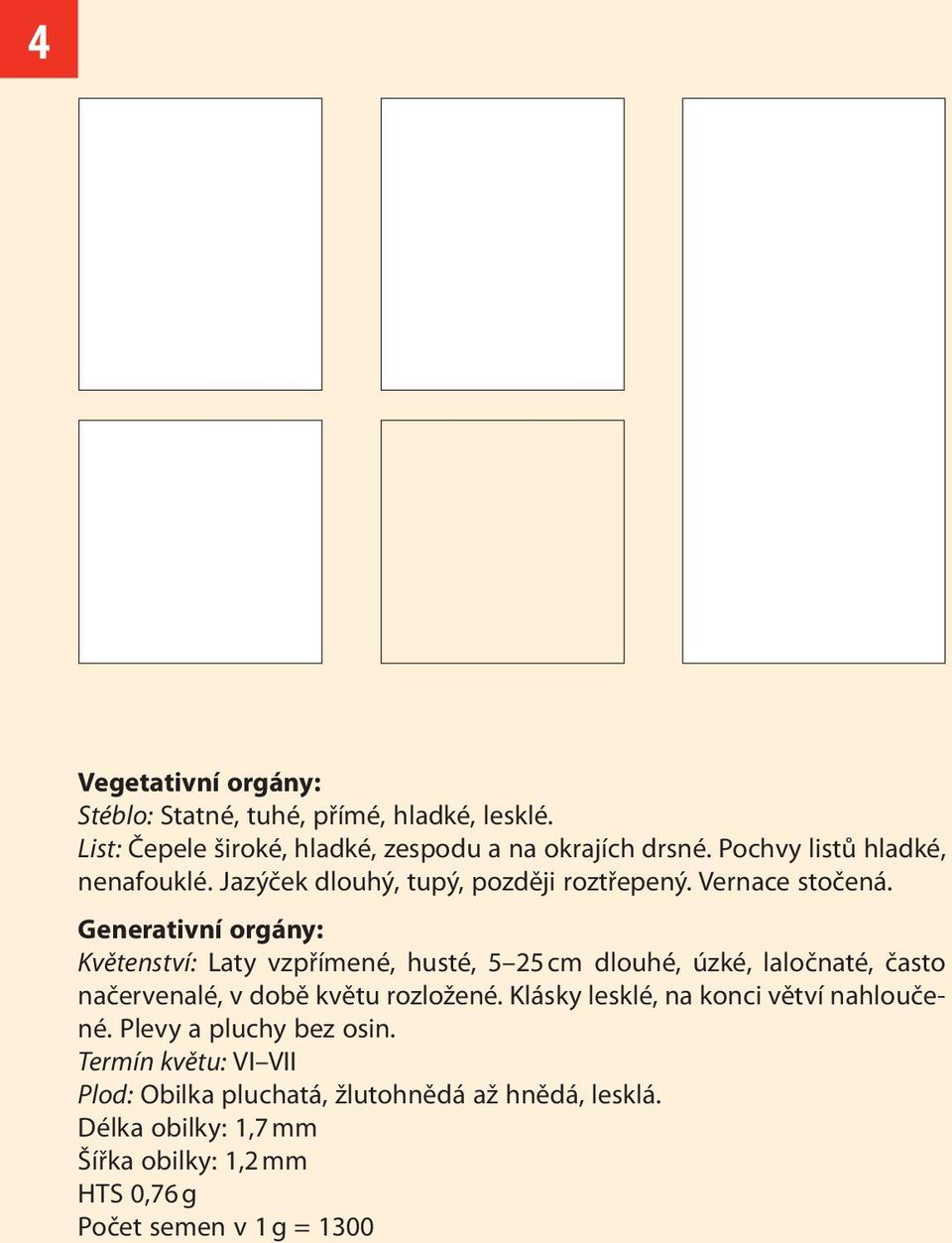 Generativní orgány: Květenství: Laty vzpřímené, husté, 5 25 cm dlouhé, úzké, laločnaté, často načervenalé, v době květu rozložené.