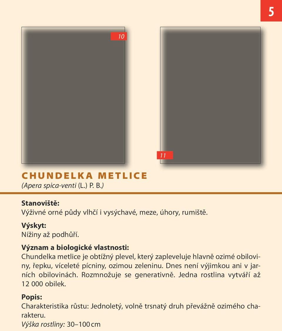 Význam a biologické vlastnosti: Chundelka metlice je obtížný plevel, který zapleveluje hlavně ozimé obiloviny, řepku, víceleté