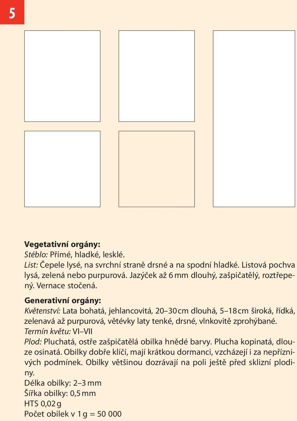 Generativní orgány: Květenství: Lata bohatá, jehlancovitá, 20 30 cm dlouhá, 5 18 cm široká, řídká, zelenavá až purpurová, větévky laty tenké, drsné, vlnkovitě zprohýbané.