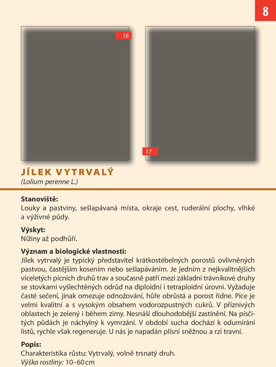 Je jedním z nejkvalitnějších víceletých pícních druhů trav a současně patří mezi základní trávníkové druhy se stovkami vyšlechtěných odrůd na diploidní i tetraploidní úrovni.