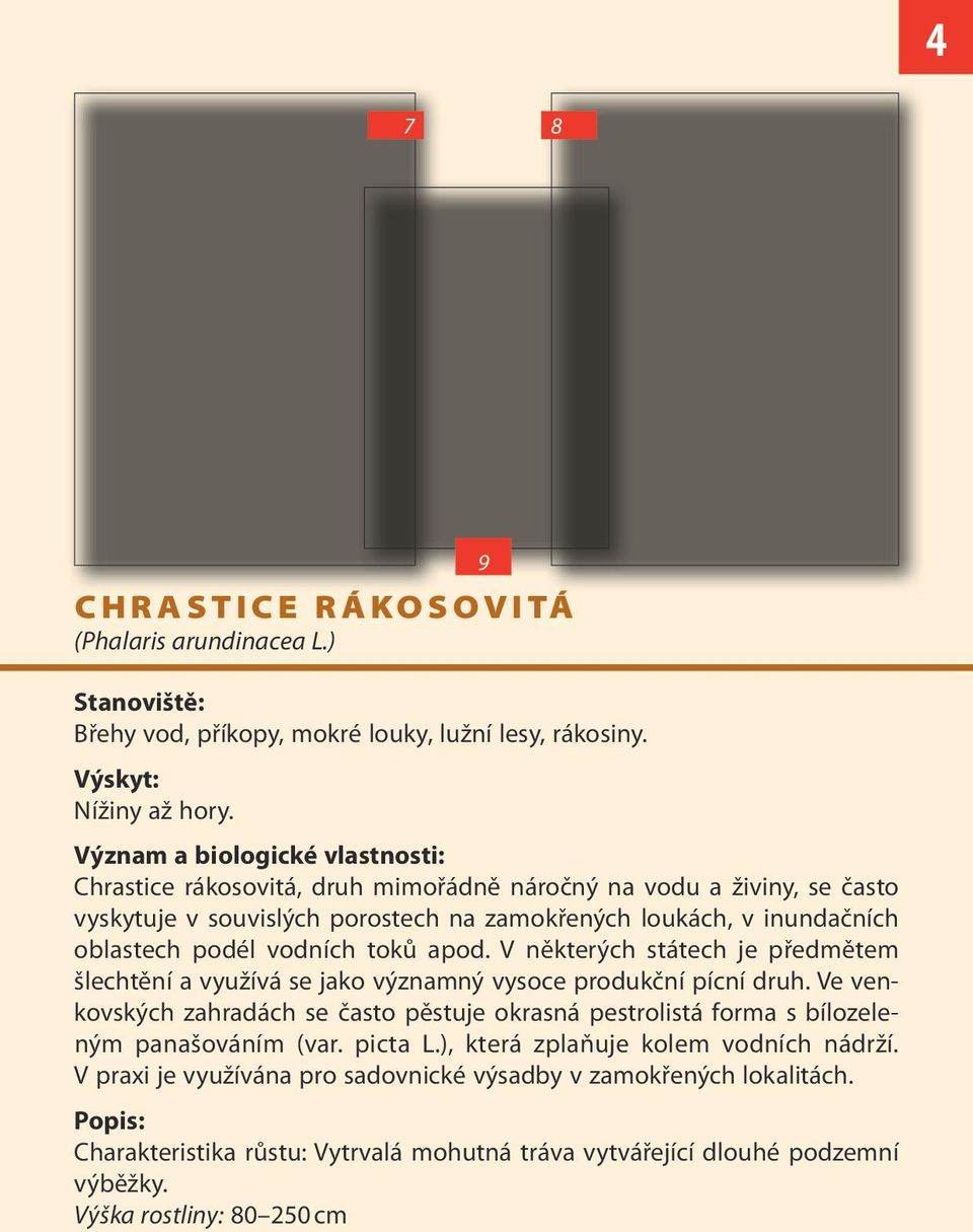 vodních toků apod. V některých státech je předmětem šlechtění a využívá se jako významný vysoce produkční pícní druh.