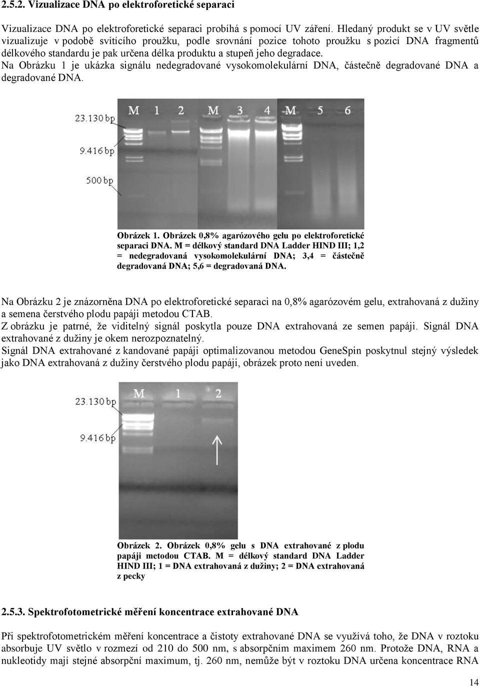 degradace. Na Obrázku 1 je ukázka signálu nedegradované vysokomolekulární DNA, částečně degradované DNA a degradované DNA. Obrázek 1. Obrázek 0,8% agarózového gelu po elektroforetické separaci DNA.
