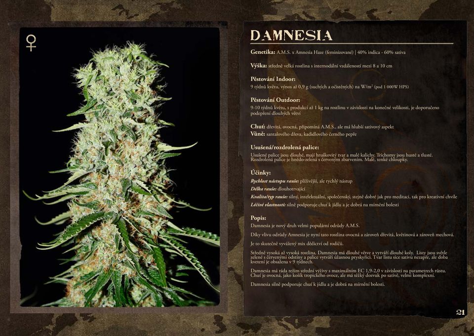 x Amnesia Haze (feminizované) 40% indica - 60% sativa Výška: středně velká rostlina s internodální vzdáleností mezi 8 a 10 cm 9 týdnů květu, výnos až 0,9 g (suchých a očistěných) na W/m 2 (pod 1 000W