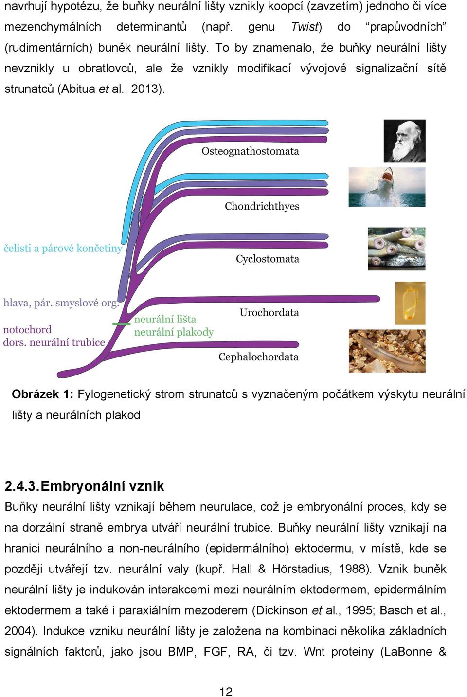 en$m po!átkem v$skytu neurální li%ty a neurálních plakod 2.4.3.