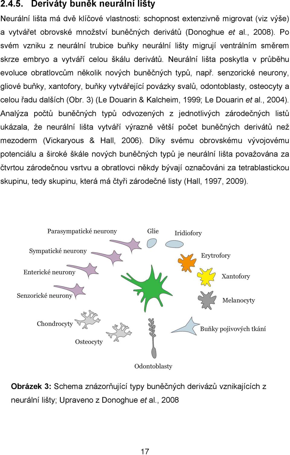 n$ch typ#, nap". senzorické neurony, gliové bu(ky, xantofory, bu(ky vytvá"ející povázky sval#, odontoblasty, osteocyty a celou "adu dal%ích (Obr. 3) (Le Douarin & Kalcheim, 1999; Le Douarin et al.