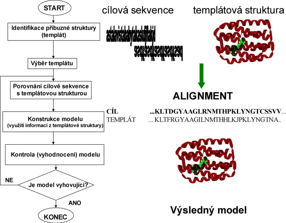 informací z templátové struktury) CÍL TEMPLÁT ALIGNMENT...KLTDGYAAGLRNMTHPKLYNGTCSSVV.