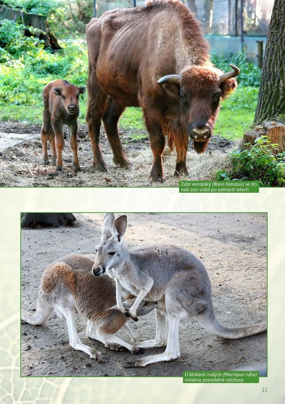 letech U klokanů rudých (Macropus