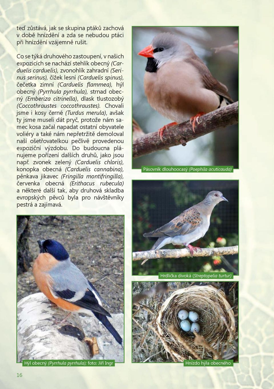 flammea), hýl obecný (Pyrrhula pyrrhula), strnad obecný (Emberiza citrinella), dlask tlustozobý (Coccothraustes coccothraustes).