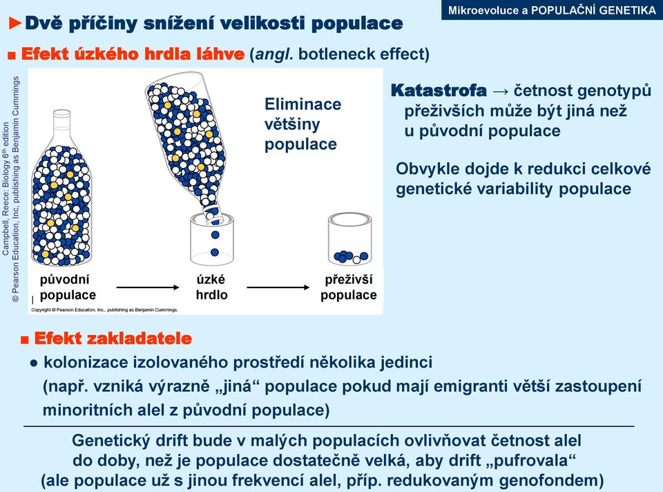 přeživší populace hrdlo populace Efekt zakladatele kolonizace izolovaného prostředí několika jedinci (např.