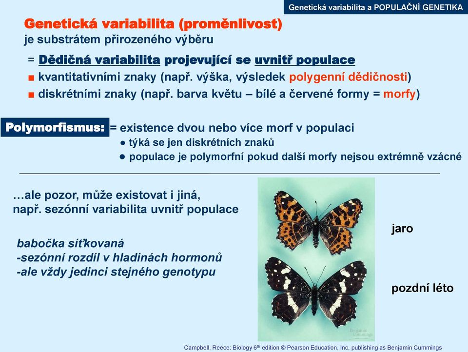 barva květu bílé a červené formy = morfy) Polymorfismus: = existence dvou nebo více morf v populaci týká se jen diskrétních znaků populace je polymorfní pokud další morfy nejsou