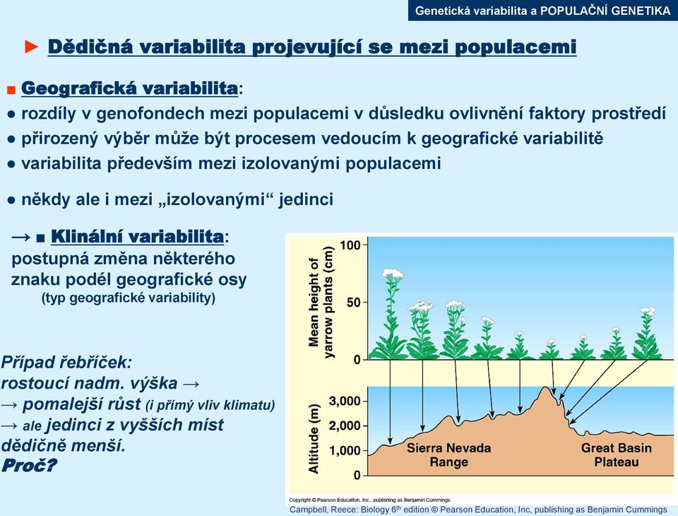 postupná změna některého znaku podél geografické osy (typ geografické variability) Genetická variabilita a POPULAČNÍ GENETIKA Případ řebříček: rostoucí nadm.