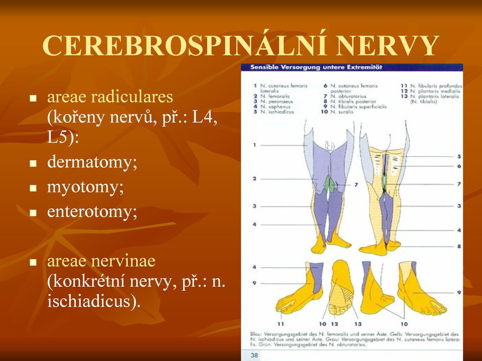 : L4, L5): dermatomy; myotomy;