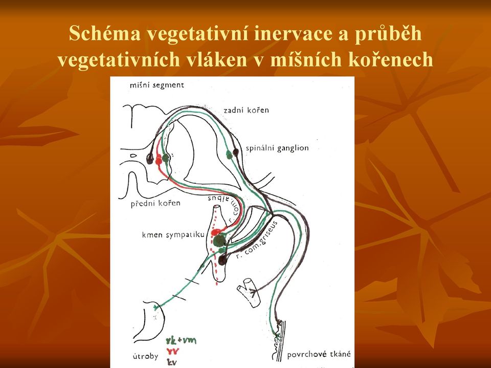 vegetativních