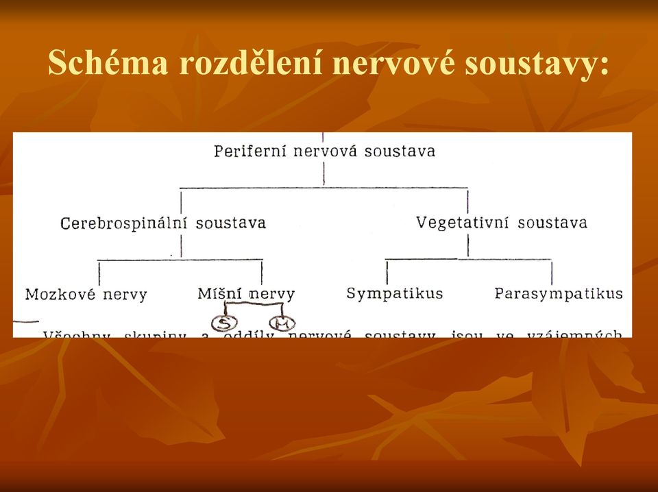 nervové