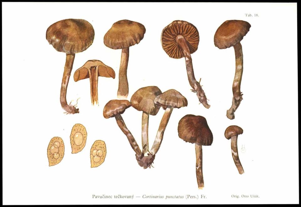 Cortinarius