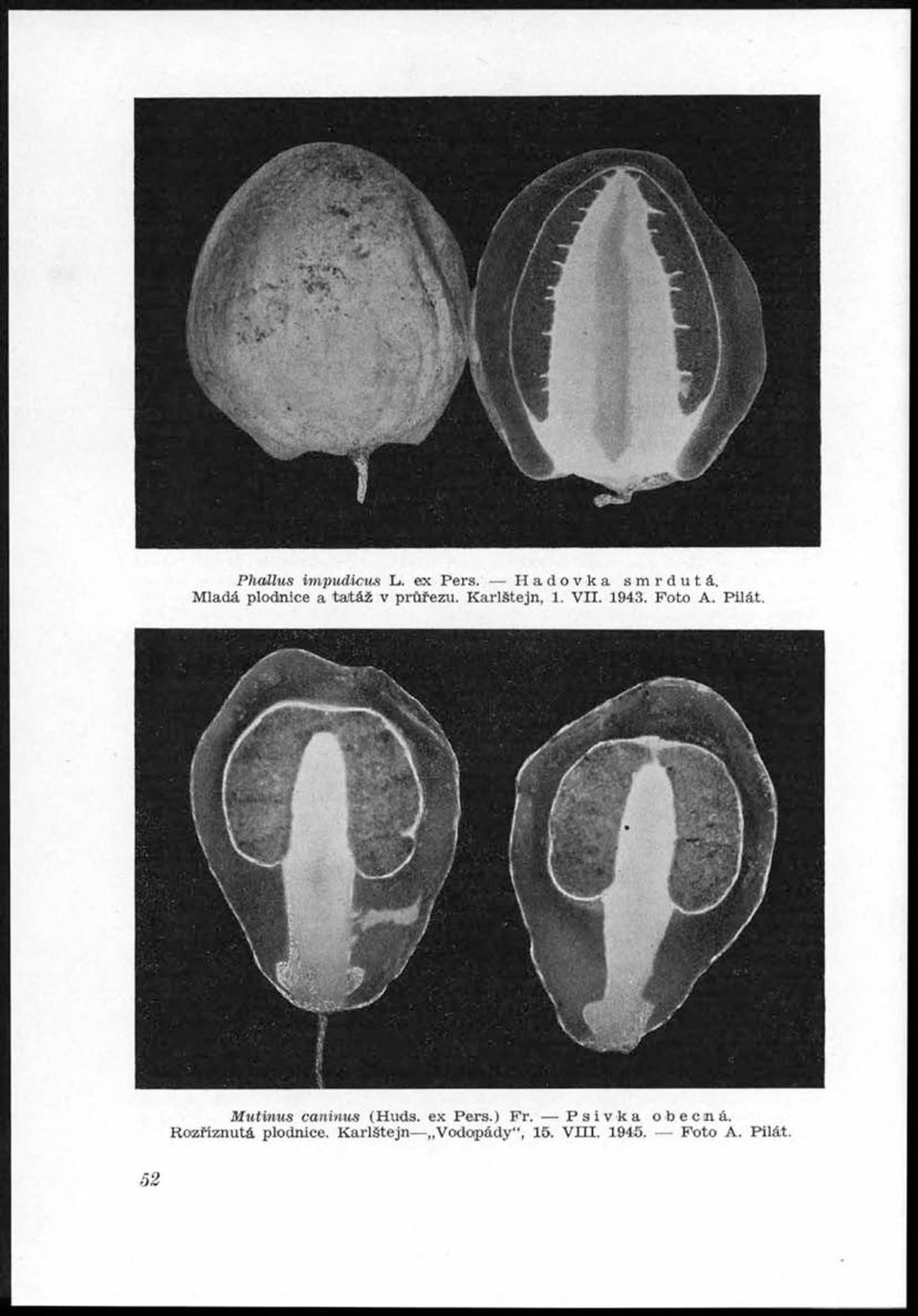 V. 1943. Foto A. Pilát. / _r '^p;?> É j *^ < JflllplL MjĚ^Mf%lyÉ&tu. ' B E ^ g ř!