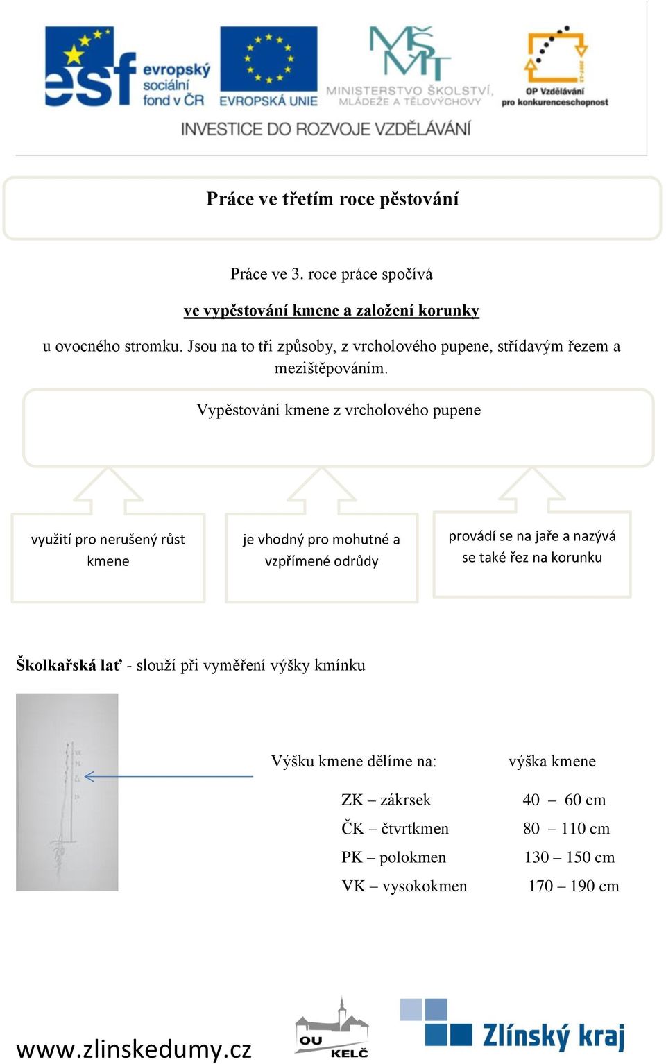 Vypěstování kmene z vrcholového pupene využití pro nerušený růst kmene je vhodný pro mohutné a vzpřímené odrůdy provádí se na jaře a