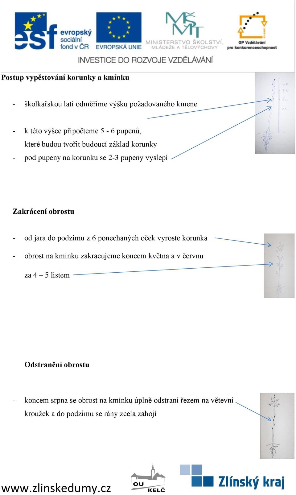 jara do podzimu z 6 ponechaných oček vyroste korunka - obrost na kmínku zakracujeme koncem května a v červnu za 4 5