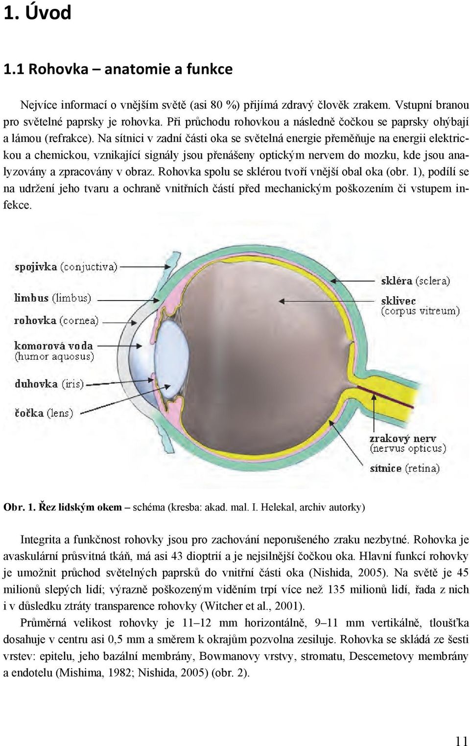 Na sítnici v zadní části oka se světelná energie přeměňuje na energii elektrickou a chemickou, vznikající signály jsou přenášeny optickým nervem do mozku, kde jsou analyzovány a zpracovány v obraz.