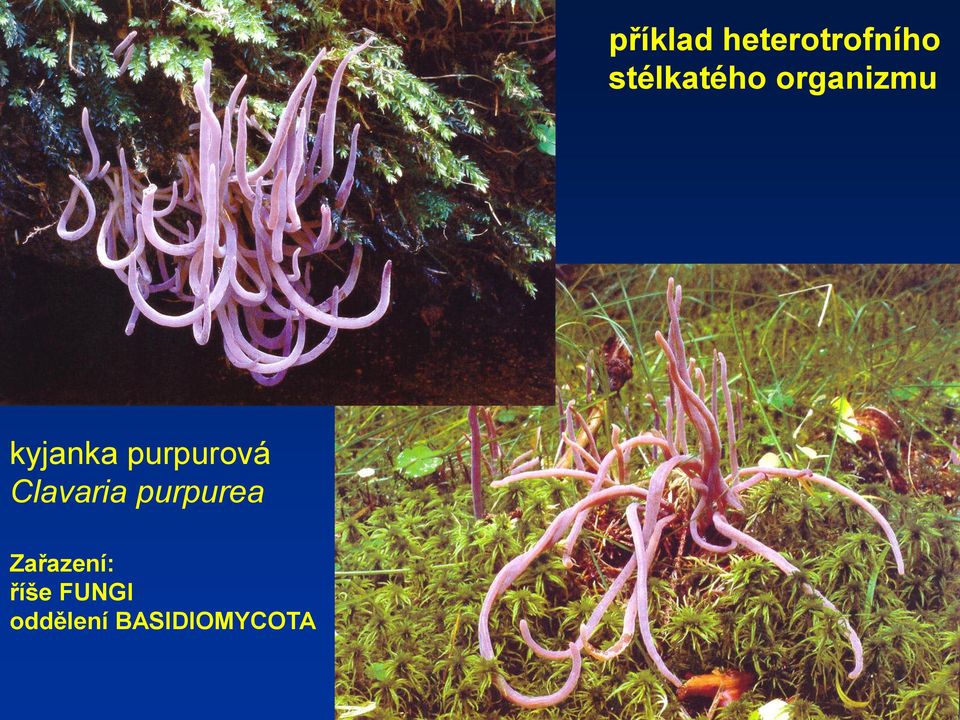 purpurová Clavaria purpurea