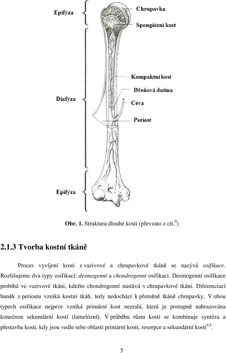 Diferenciací buněk z periostu vzniká kostní tkáň, tedy nedochází k přeměně ě ě tkáně chrupavky.