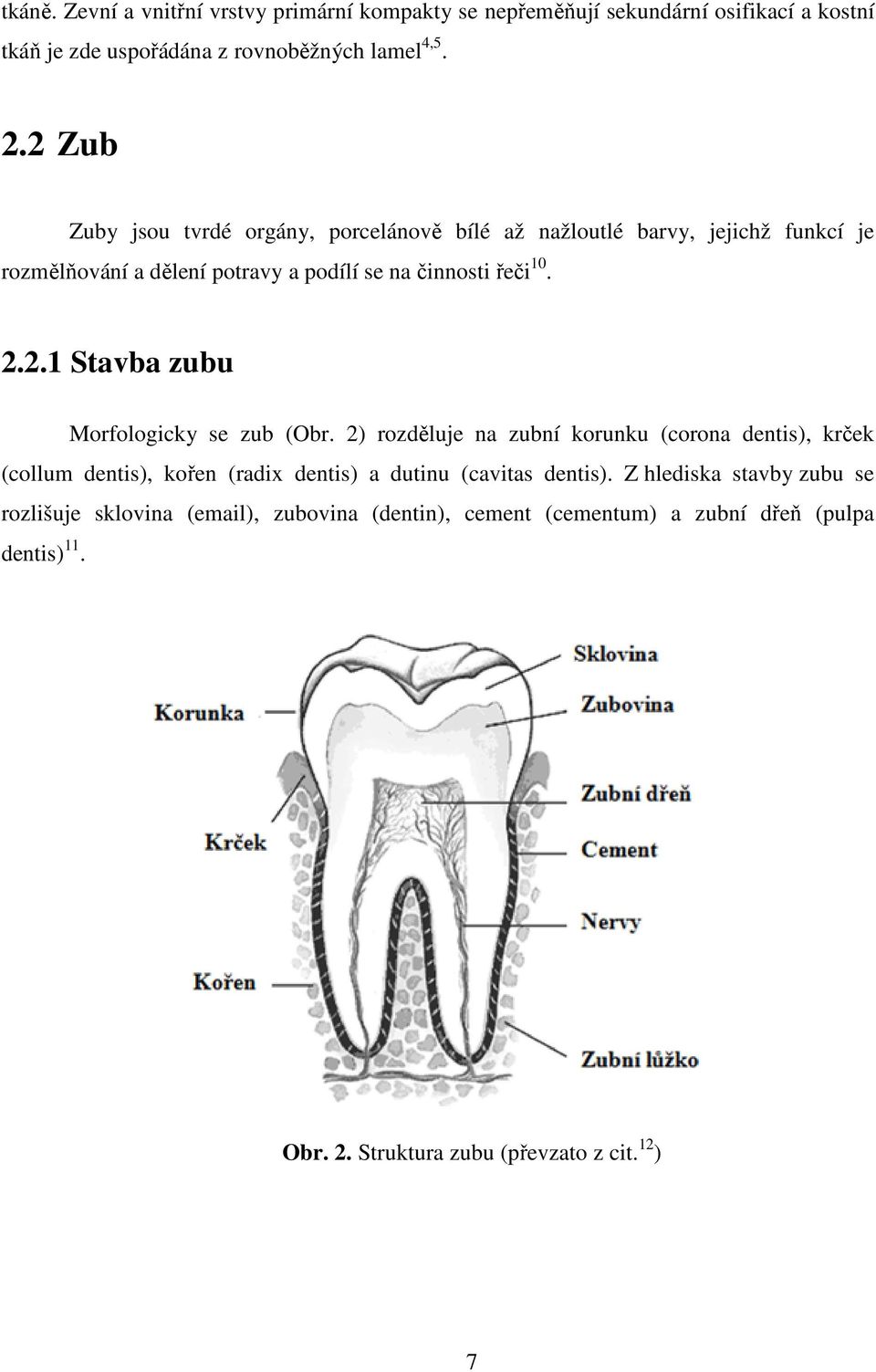 2) rozděluje na zubní korunku (corona dentis), krček (collum dentis), kořen (radix dentis) a dutinu (cavitas dentis).