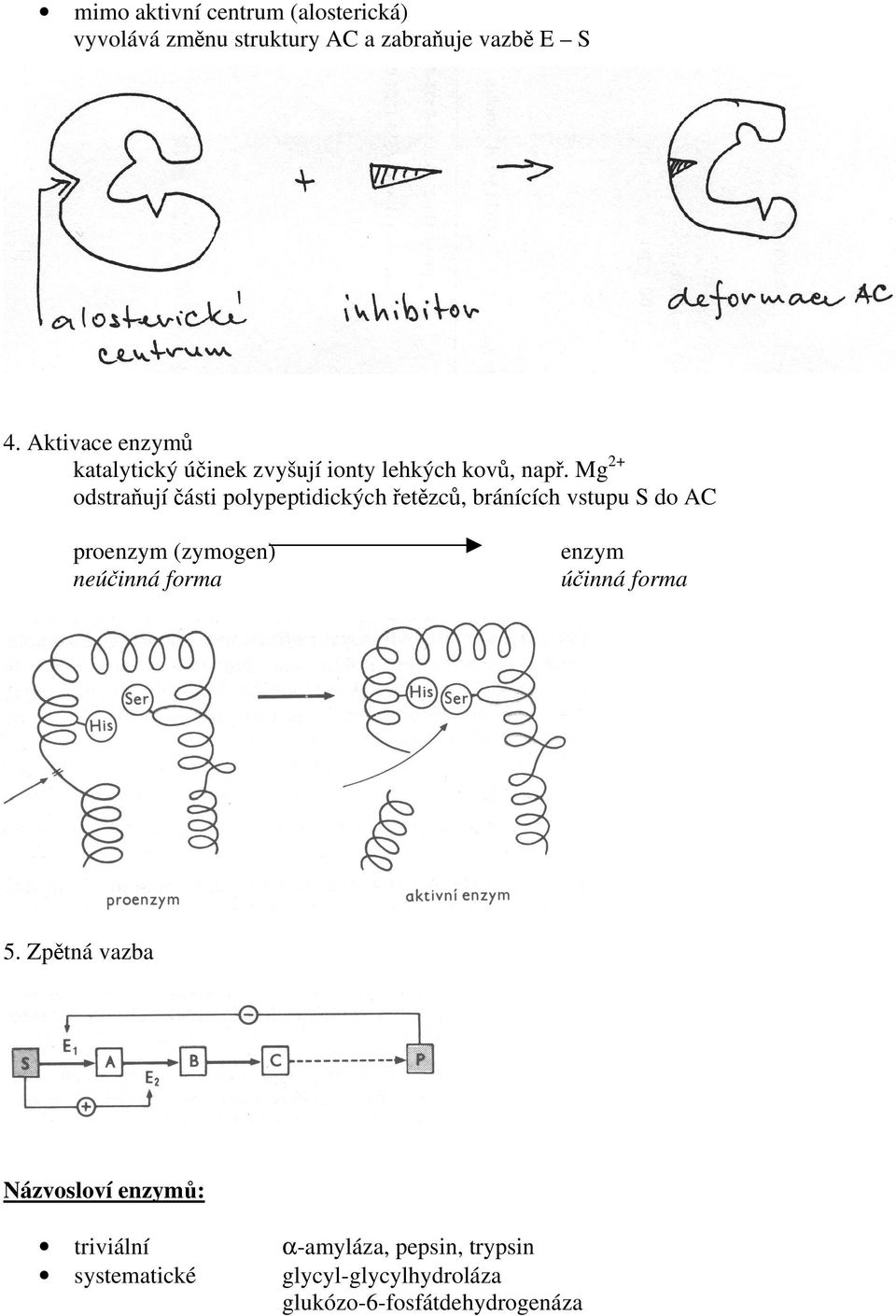 Mg 2+ odstraňují části polypeptidických řetězců, bránících vstupu S do AC proenzym (zymogen) neúčinná