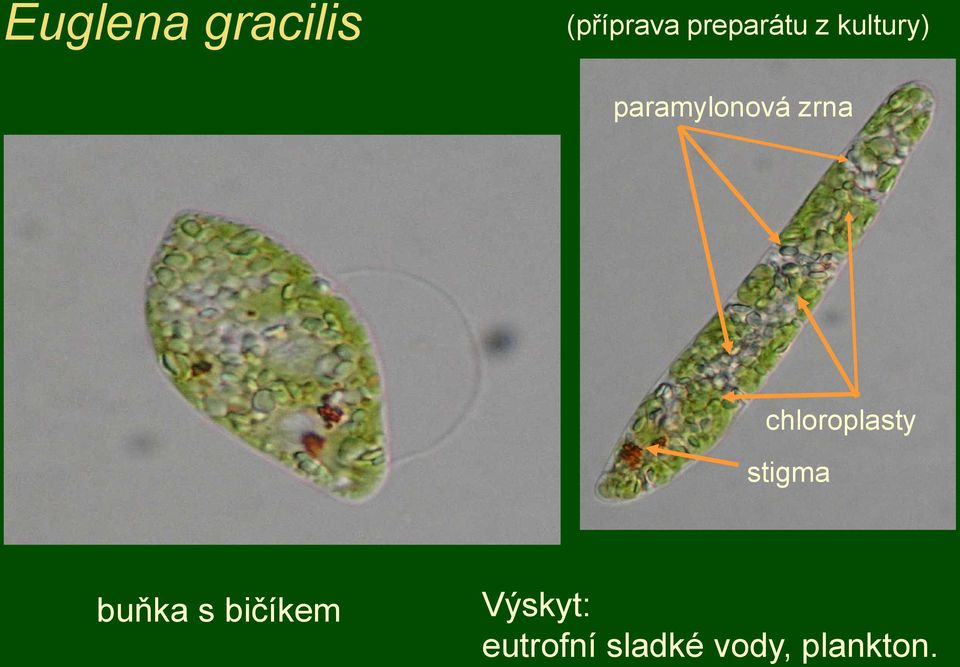 zrna chloroplasty stigma buňka s