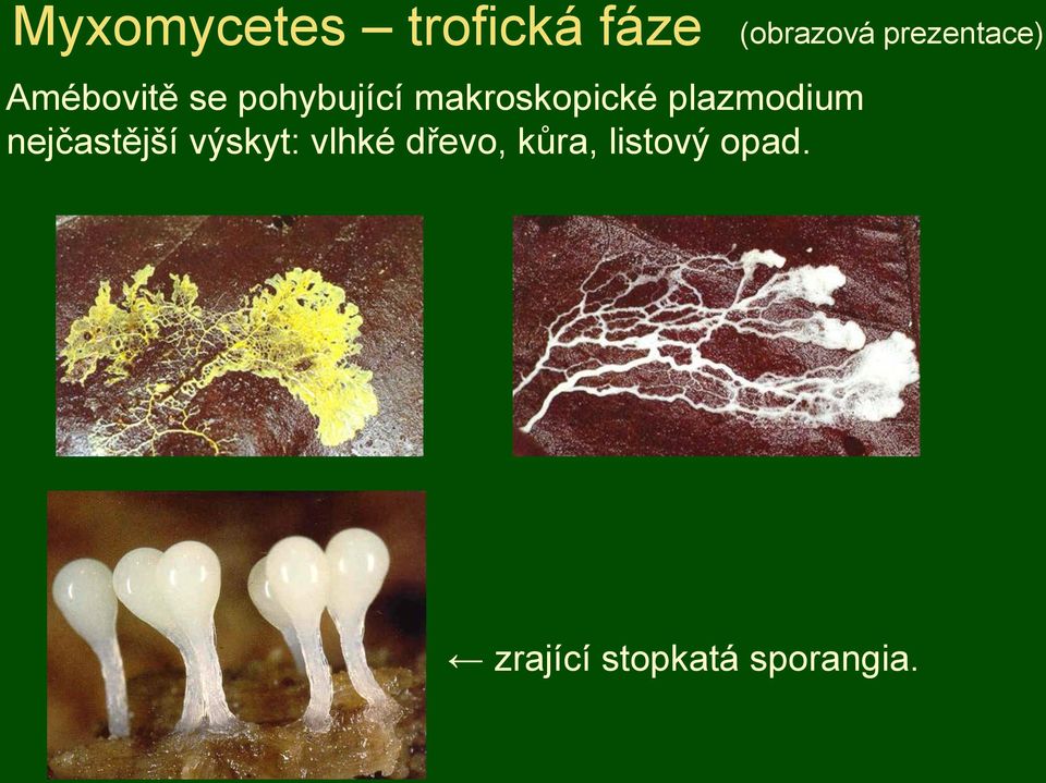 nejčastější výskyt: vlhké dřevo, kůra,