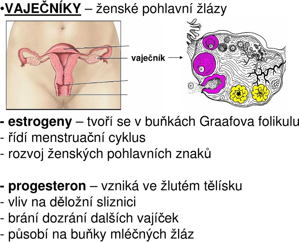 pohlavních znaků - progesteron vzniká ve žlutém tělísku - vliv na