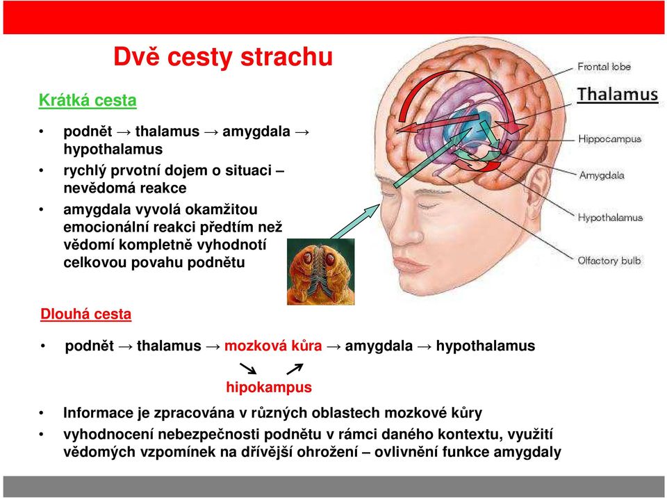 podnět thalamus mozková kůra amygdala hypothalamus hipokampus Informace je zpracována v různých oblastech mozkové kůry