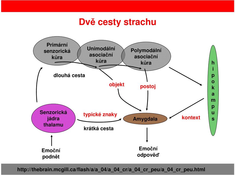 asociační kůra postoj Amygdala kontext h i p o k a m p u s Emoční podnět
