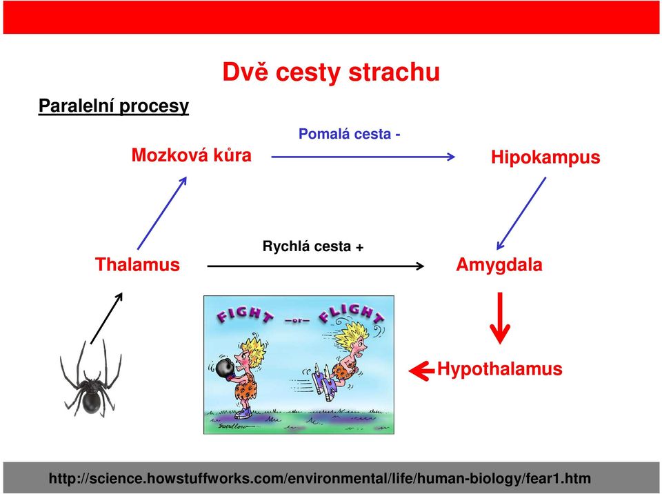 + Amygdala Hypothalamus http://science.