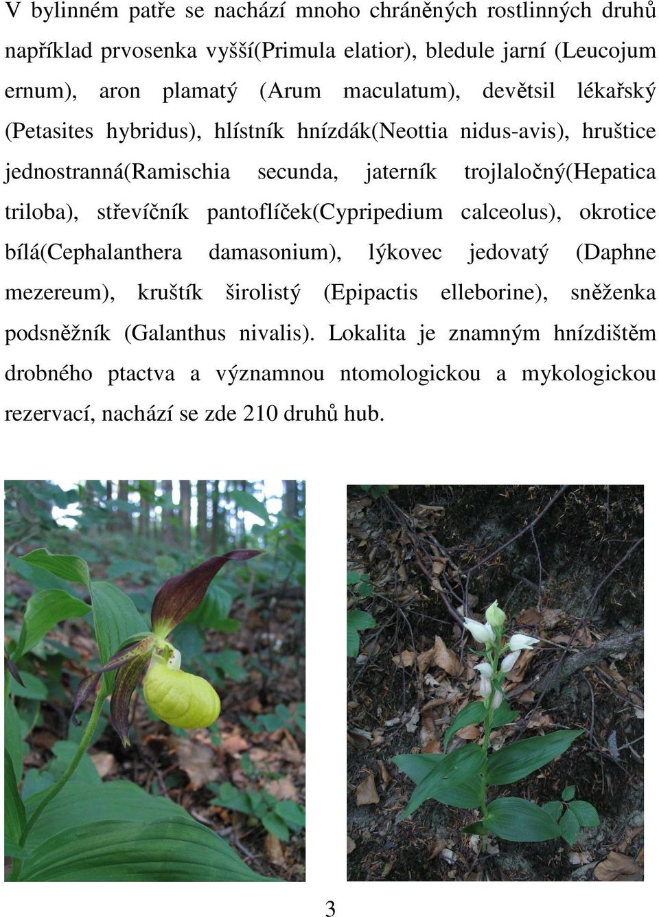 triloba), střevíčník pantoflíček(cypripedium calceolus), okrotice bílá(cephalanthera damasonium), lýkovec jedovatý (Daphne mezereum), kruštík širolistý (Epipactis