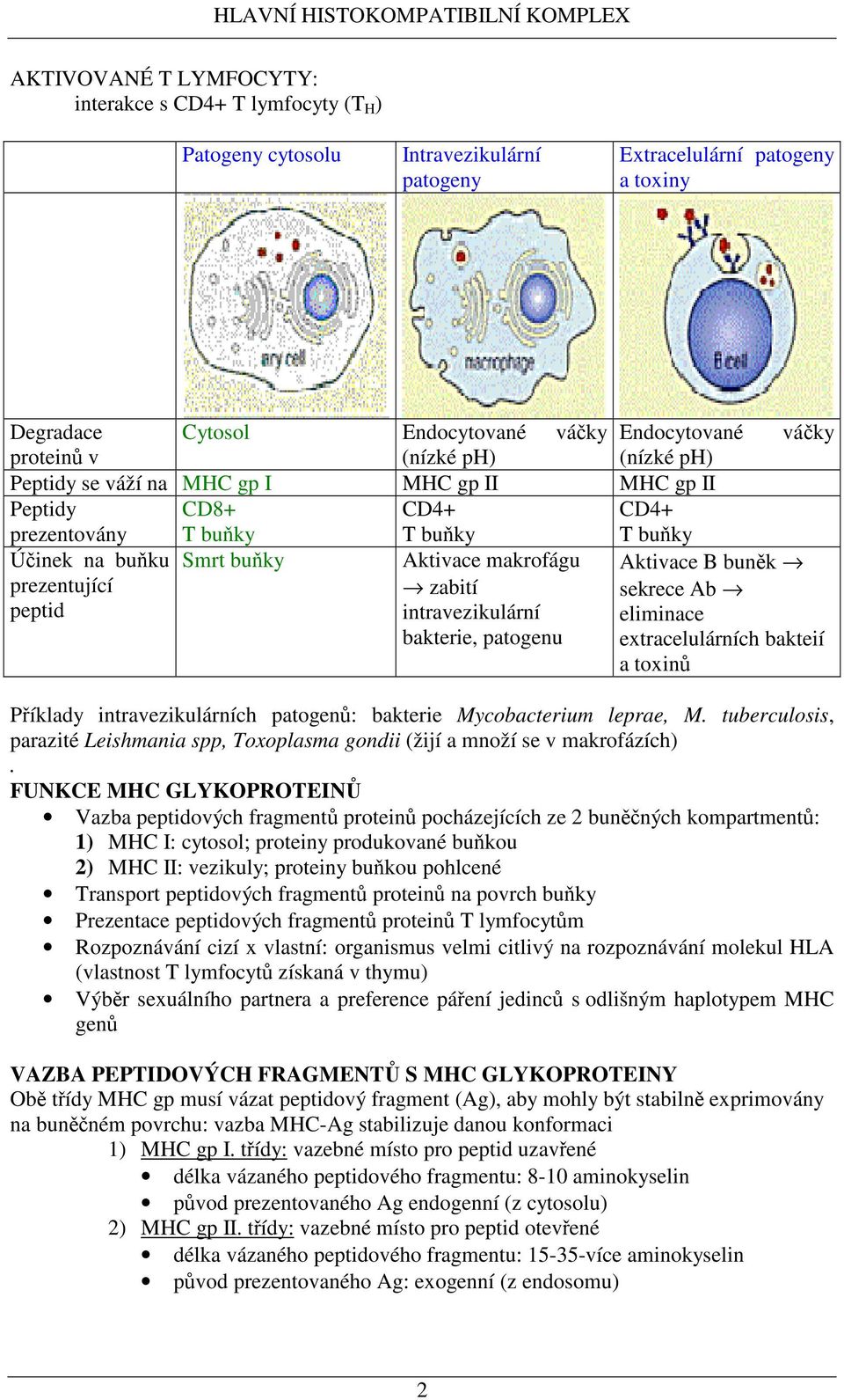 intravezikulární bakterie, patogenu váky Aktivace B bunk sekrece Ab eliminace extracelulárních bakteií a toxin Píklady intravezikulárních patogen: bakterie Mycobacterium leprae, M.