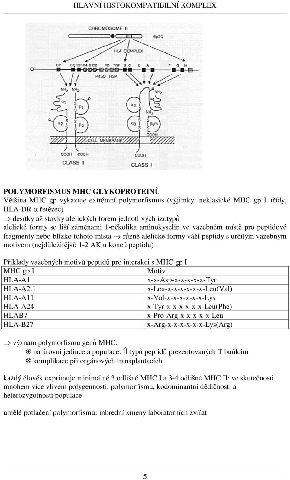 rzné alelické formy váží peptidy s uritým vazebným motivem (nejdležitjší: 1-2 AK u konc peptidu) Píklady vazebných motiv peptid pro interakci s MHC gp I MHC gp I Motiv HLA-A1 x-x-asp-x-x-x-x-x-tyr